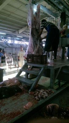 فروش ران دست گاو ماده به صورت عمده به تمام نقاط ایران