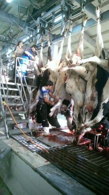 فروش ران دست گاو ماده به صورت عمده به تمام نقاط ایران