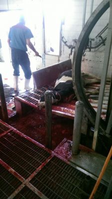 فروش ران دست گاو نر صادراتی