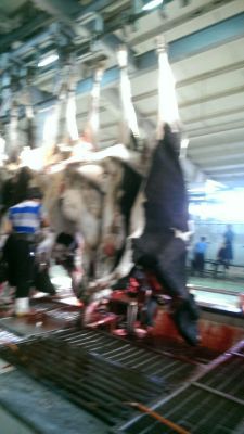 فروش ران دست گاو نر به صورت عمده به تمام نقاط ایران