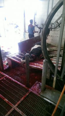 فروش فیله گاو با کیفیت