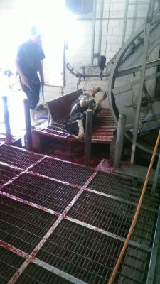 فروش ماهیچه گاو