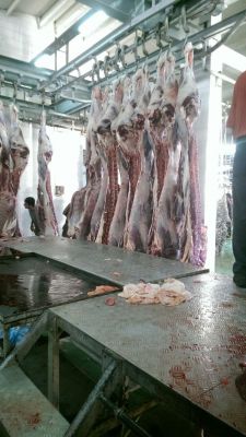 فروش قلوه گاه گاوی