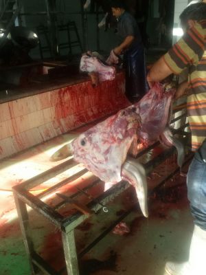 فروش زبان گاوی