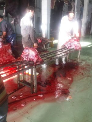 فروش مغز گاو