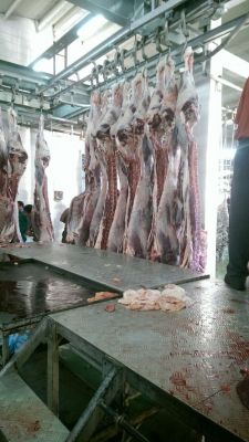 فروش شکم به گاو