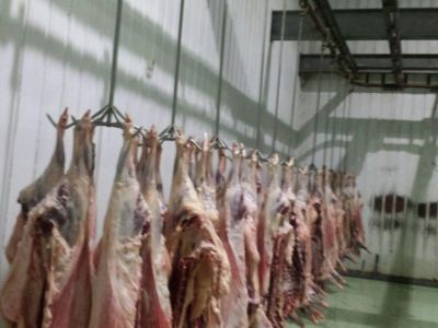 فروش گوشت گوسفند بسته بندی شده ارگانیک