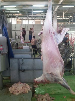 فروشنده ران دست گوسفند نر ارگانیک عمده به تمام نقاط ایران