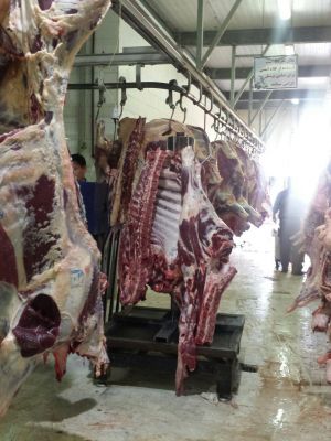 فروشنده ران دست گوسفند ماده صادراتی ارگانیک