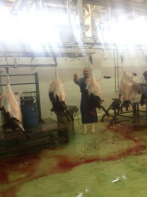 خریدار فیله گوسفند ارگانیک