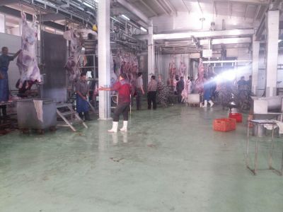 خریدار فیله گوسفند ارزان قیمت ارگانیک