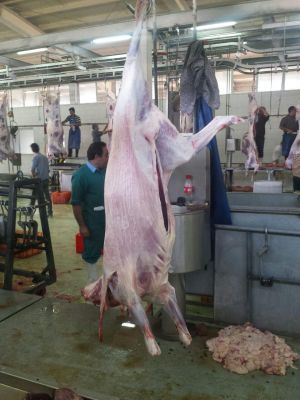 فروشنده ماهیچه گوسفند ارگانیک