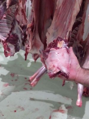 فروشنده ماهیچه گوسفند ارگانیک ارزان قیمت 