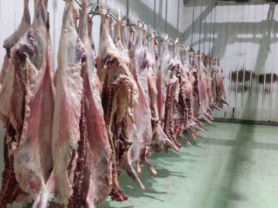 فروشنده ماهیچه گوسفند ارگانیک به تمام نقاط کشور 