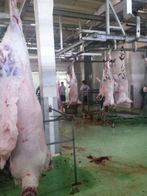 فروشنده قلوه گاه گوسفند ارگانیک