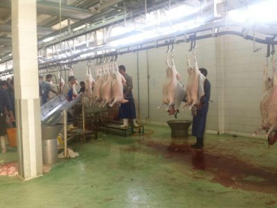 فروشنده کله گوسفند ارگانیک