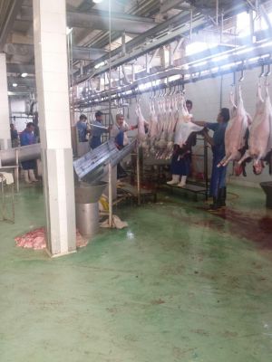 فروشنده گوشت کله گوسفند ارگانیک
