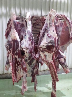 فروشنده شکم به گوسفند ارگانیک