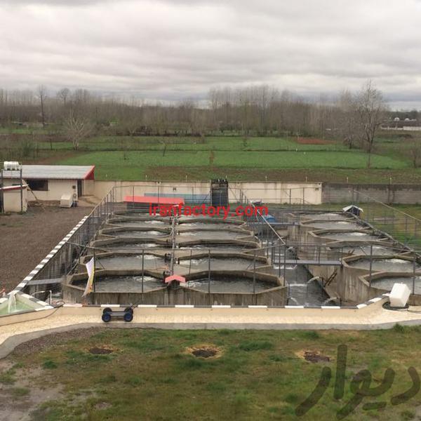فروش مزرعه پرورش ماهی در گیلان