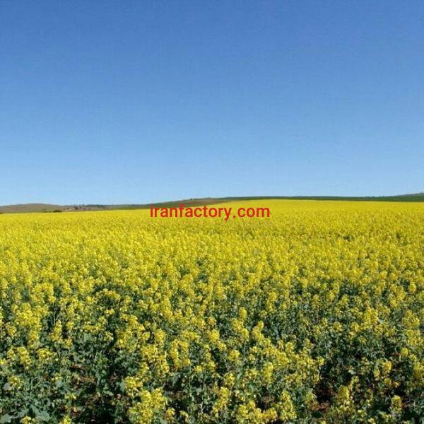 فروش زمین  کشاورزی در نظراباد