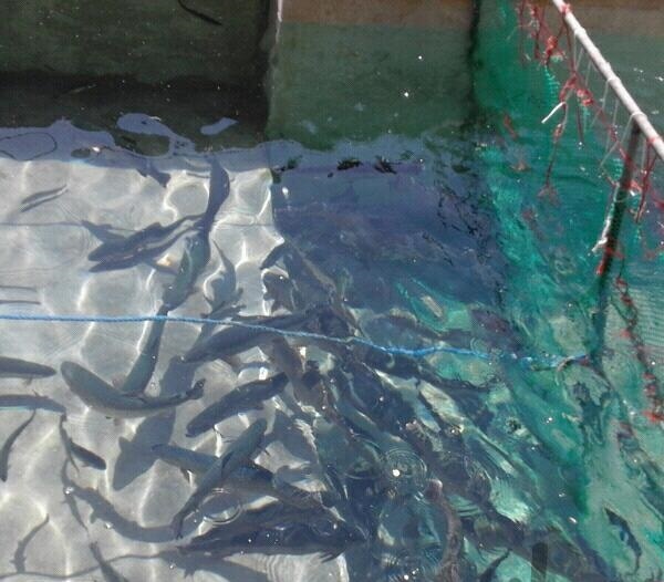 فروش کارگاه پرورش ماهی در طالقان