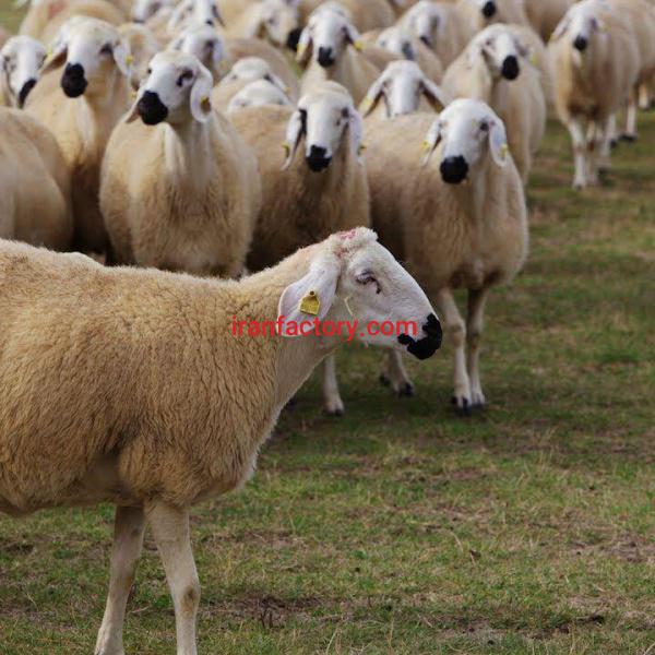 فروش دام زنده تهران