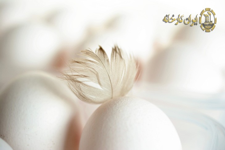 واردات تخم مرغ درجه یک شرکت تجاری بازرگانی آریا ساویس
