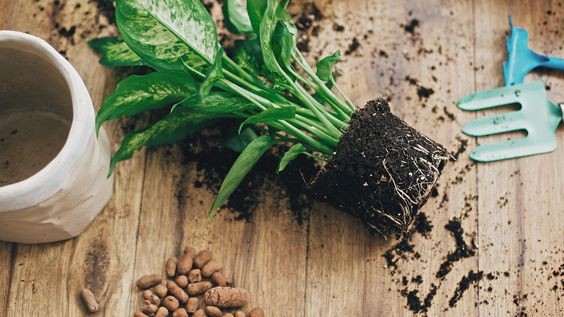 فروش خاک گلدان باکیفیت