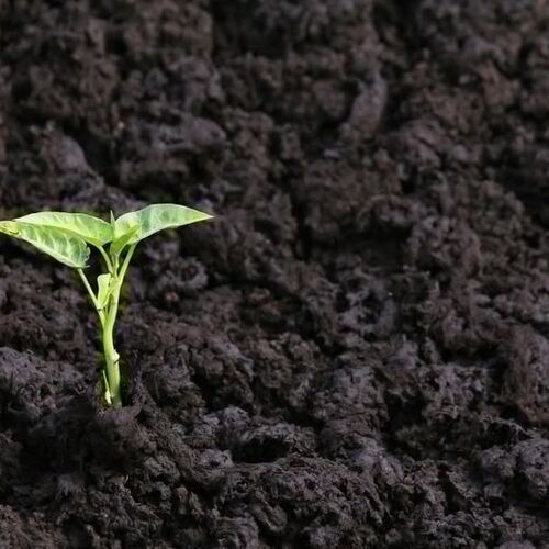 فروش کود هوموس باکیفیت