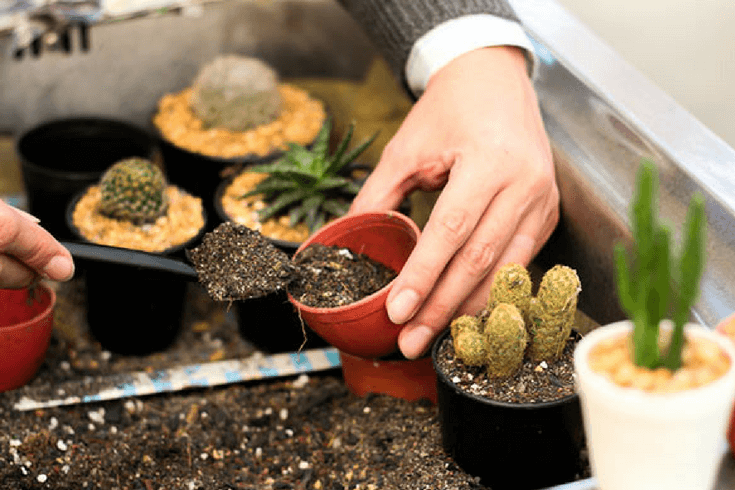 خرید و فروش خاک کاکتوس