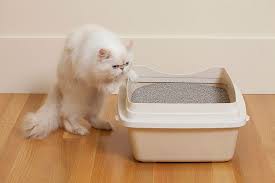 تولید کننده خاک گربه سهیم شو در شیراز