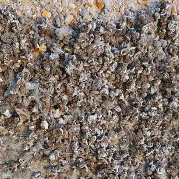 فروش کود کبوتر در رفسنجان