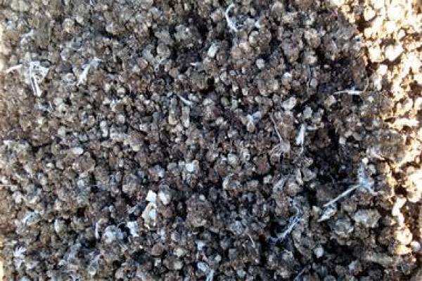 فروش کود کبوتر در شهربابک