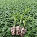 تولید نشاء صیفی جات در شهرضا