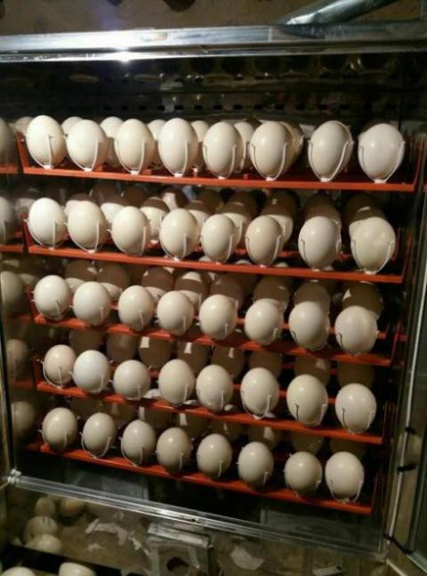 فروش دستگاه جوجه کشی در اصفهان