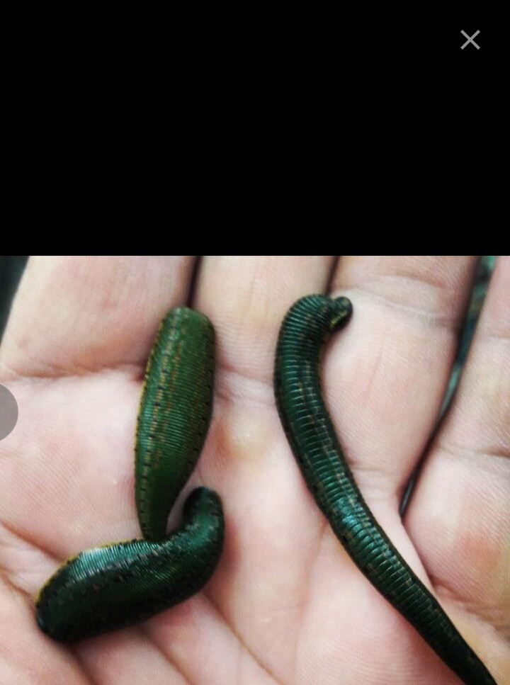 قیمت فروش زالو