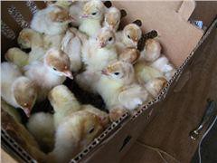 فروش جوجه بوقلمون در سراسر کشور