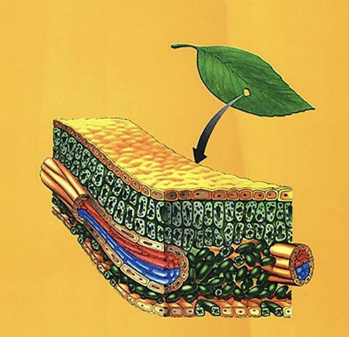 تدریس زیست کنکور در تهران