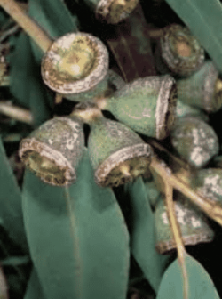 فروش اسانس اکالیپتوس