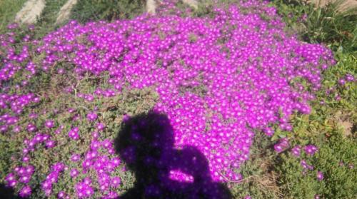 تولید گیاهان پوششی در تهران