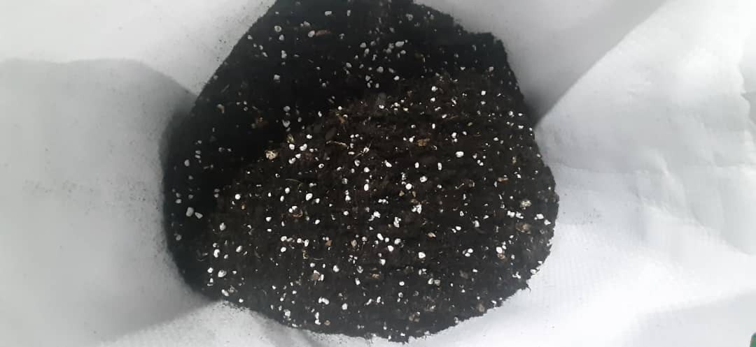 بستر آماده کشت