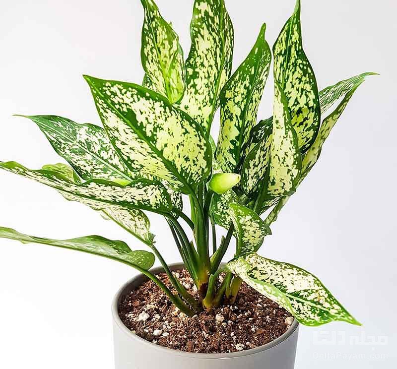 بهترین کود شیمیایی برای گیاهان آپارتمانی صنایع کود مارال