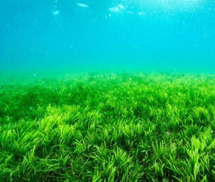 قیمت فروش کود جلبک دریایی صنایع کود مارال