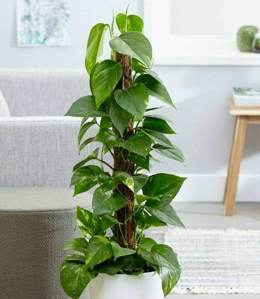 فروش کود آهن صنایع کود مارال