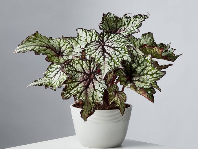 فروش کود آمینو اسید صنایع کود مارال