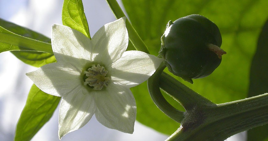 کود سولفات منیزیم با کیفیت صنایع مارال 