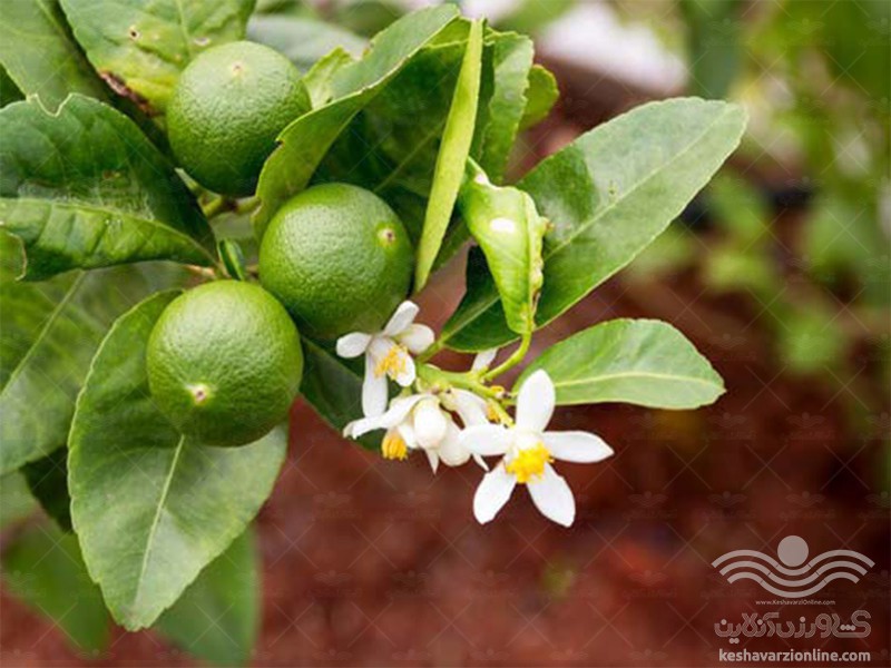 کود فروت ست باکیفیت صنایع کود مارال 