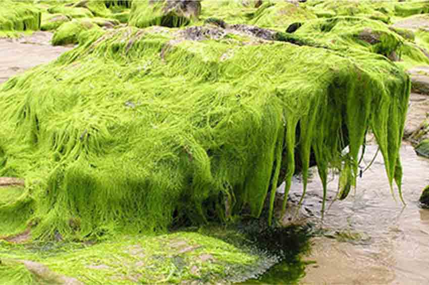 کود مخصوص جلبک دریایی صنایع کود مارال 