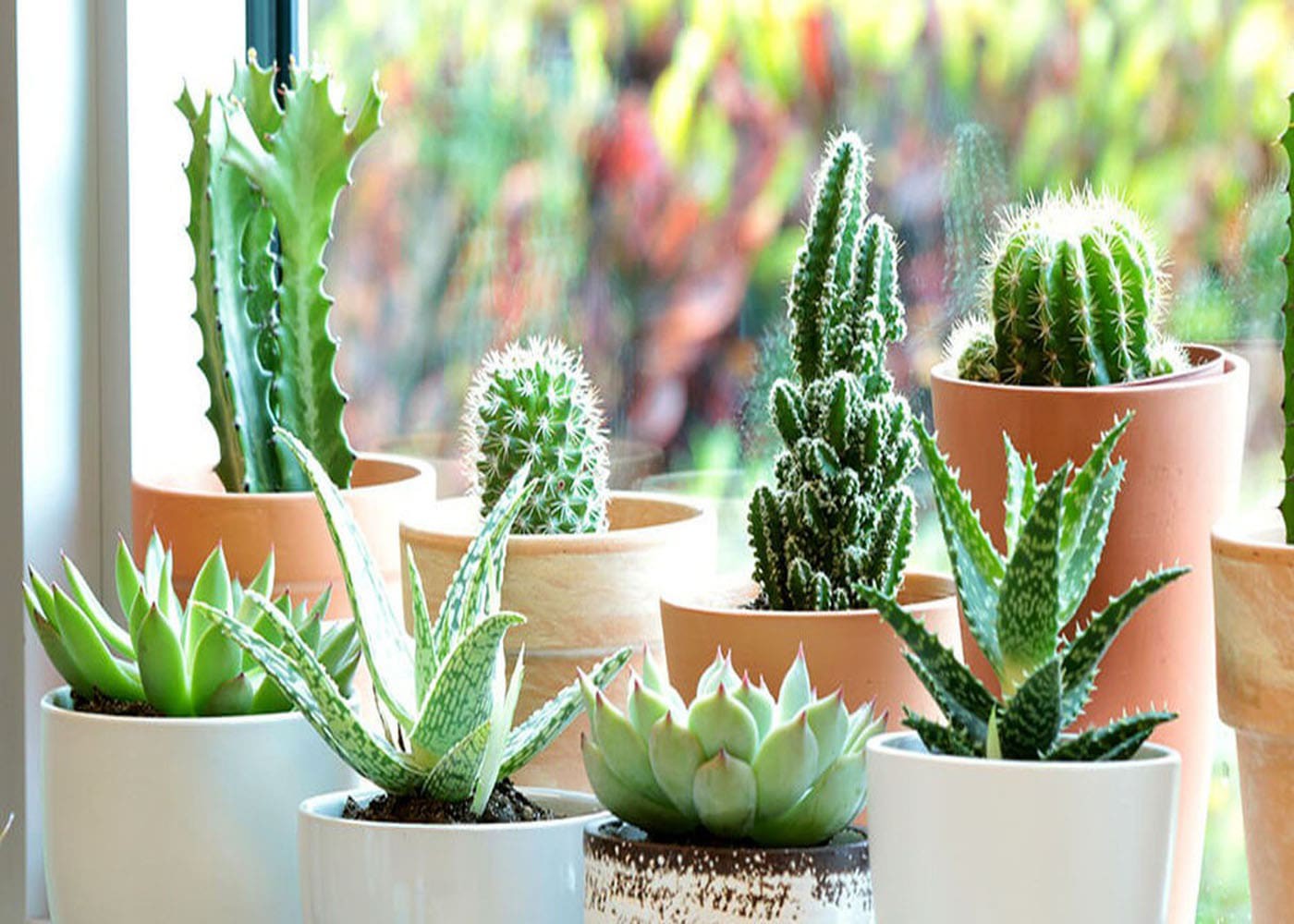 کود مخصوص کاکتوس صنایع کود مارال 