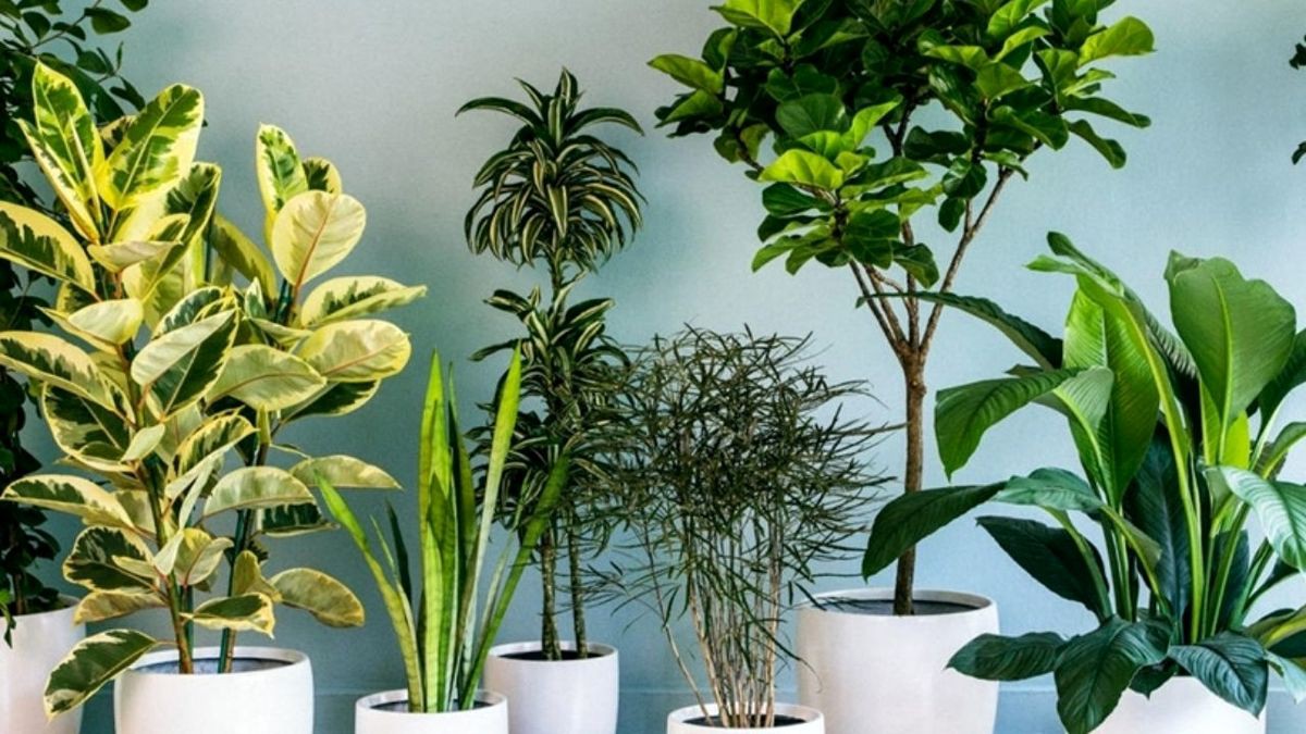 کود مخصوص گلهای زینتی صنایع کود مارال